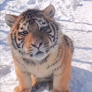 Meet your Posher, Yiqing